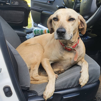 Yellow Black Mouth Cur