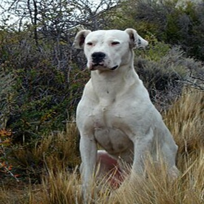 White Dogo Argentino