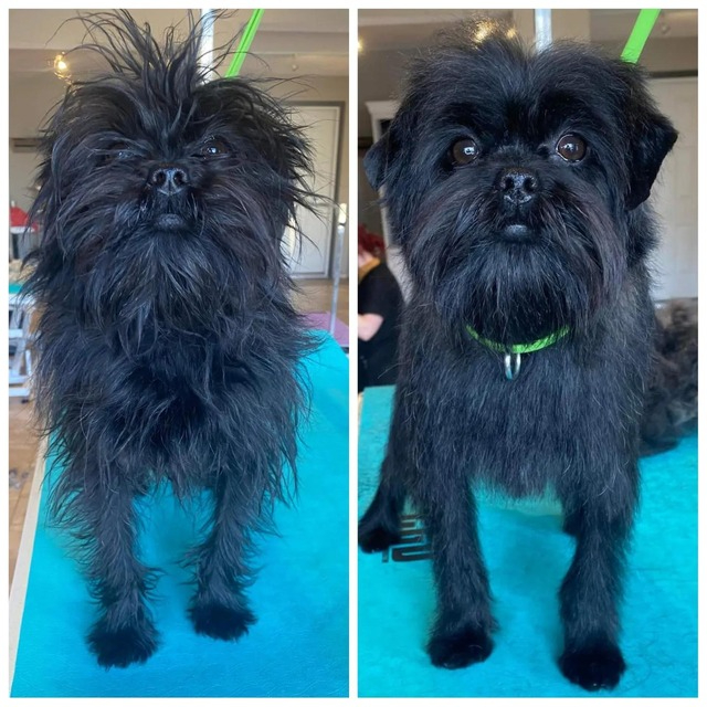 Affenpinscher grooming