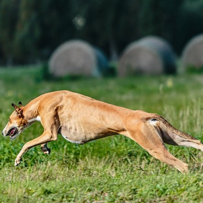 Brown Whippet