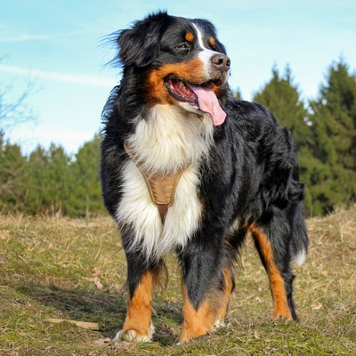 Bernese Mountain Dog