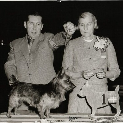 Australian Terrier in 1962