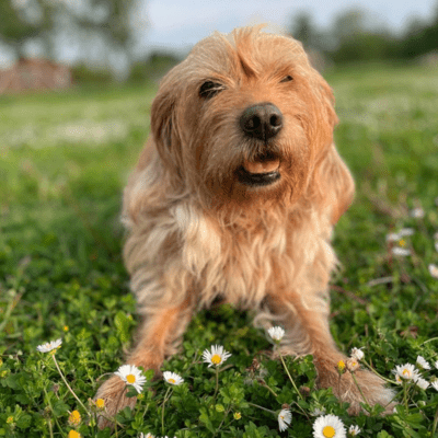 Fawn Basset Fauve de Bretagne