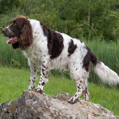 Brown and White Deutscher Wachtelhund