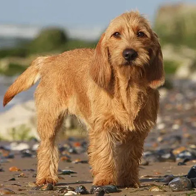 Golden Basset Fauve de Bretagne