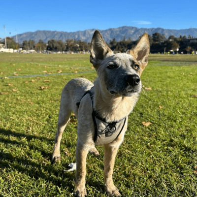 Australian Stumpy Tail Cattle Dog