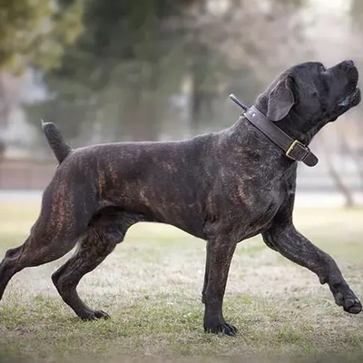 Brindle Boerboel