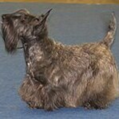 Brindle Scottish Terrier