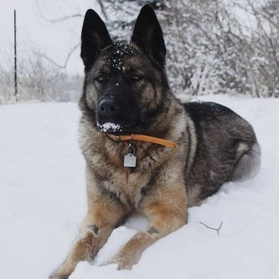 Brown Akita Shepherd