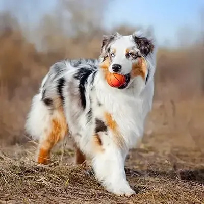 Australian Shepherd