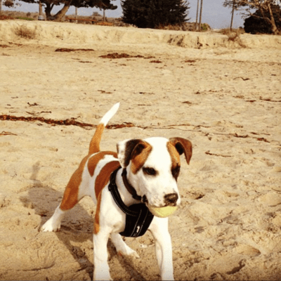 Brown and white Australian Shepherd Pit Bull