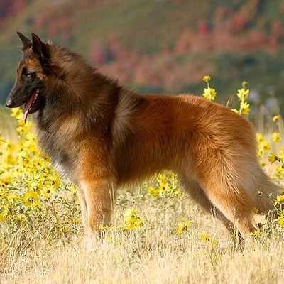 Belgian Tervuren