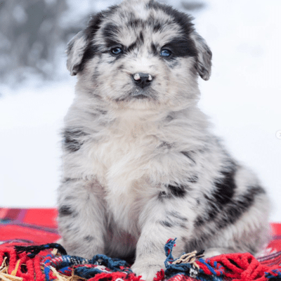 Mini Australian Retriever