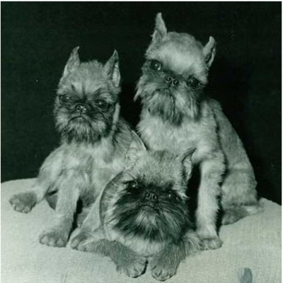 Brussels Griffon History