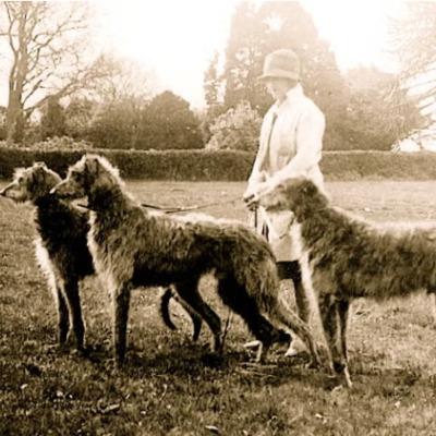 Scottish Deerhound History