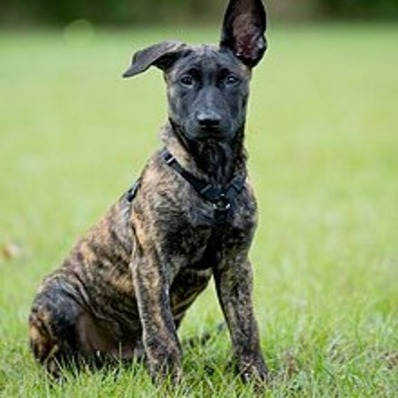 Dark grey Dutch Shepherd