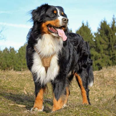 Bernese Mountain Dog