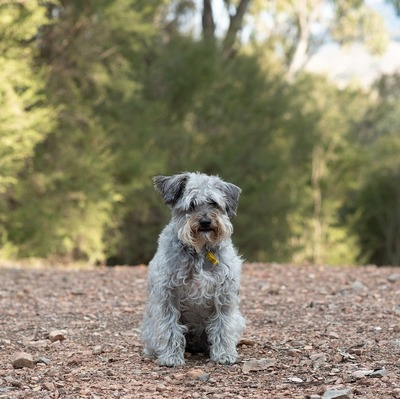 Grey Schnoodle