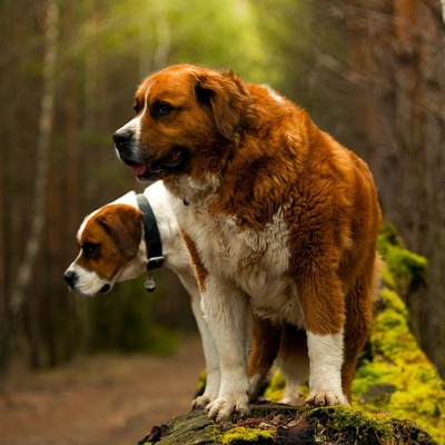 Red and White St.Bernard