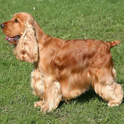 Cocker Spaniel Dog