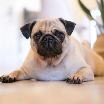 Pug