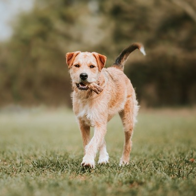 Border Terrier