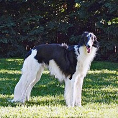 A black Silken Windhound with piebald markings