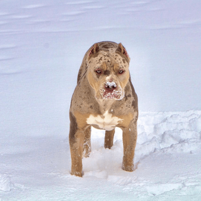 American Bully XL