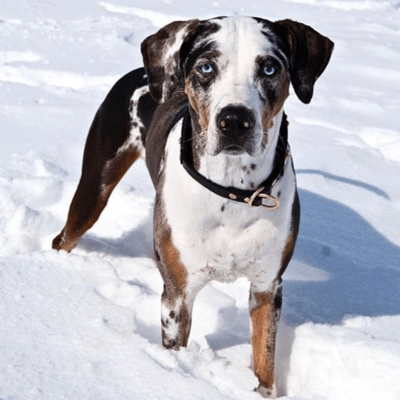 Tri-color Catahoula Leopard