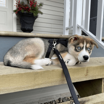 Cream Australian Shepherd Husky