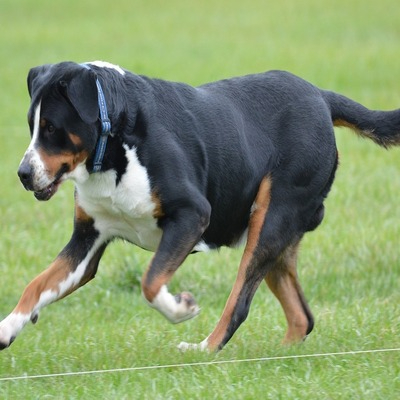 Greater Swiss Mountain Dog