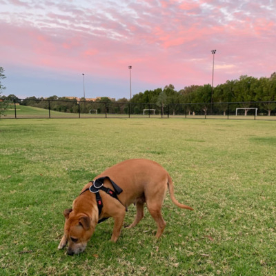 Brown Staffy Bull Bullmastiff