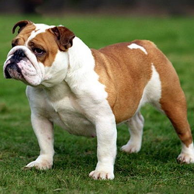 English Bulldog