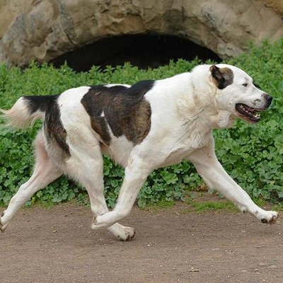 White Central Asian Shepherd Dog with brown patches