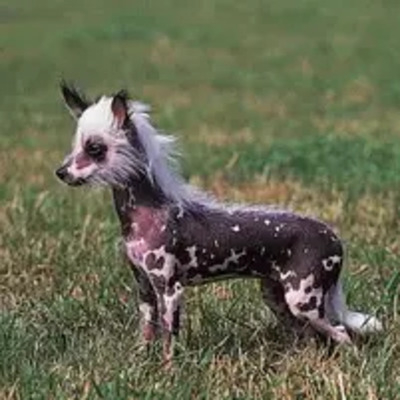 Black and Pink Spotted Hairless Chinese Crested