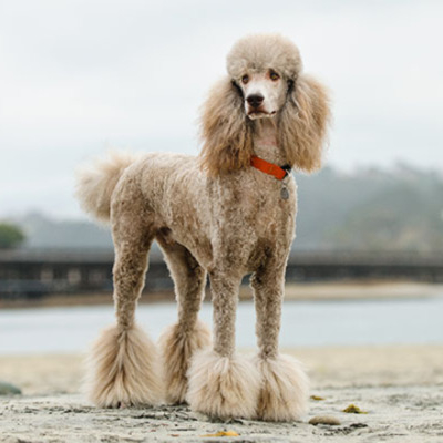 Poodle dog