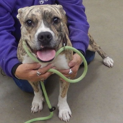 Brindle Bullboxer Pit