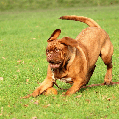 Mastiff Dog