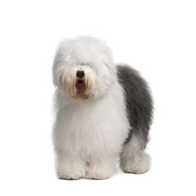 Old English Sheepdog