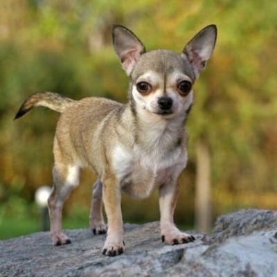 Chihuahua dog breed