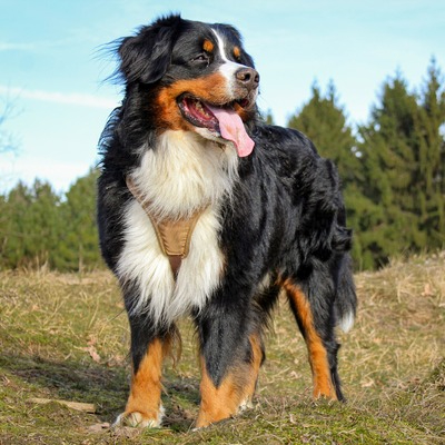 Bernese Mountain Dog