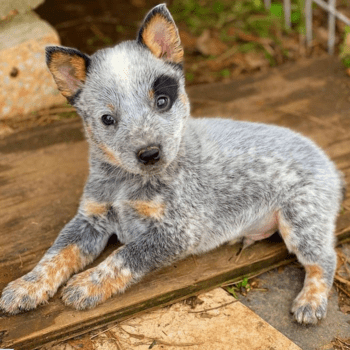 Mini Australian Cattle Dog