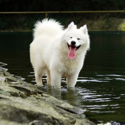 Pure White Samoyed