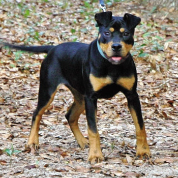 Black and Tan American Pit Bull Terrie