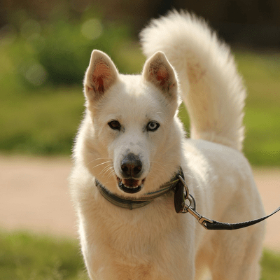 White Siberian Husky