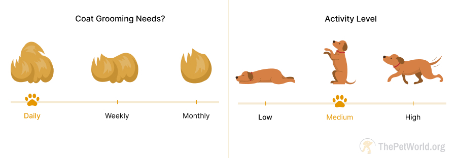 daily grooming- medium energy level of dogs. thepetworld.org