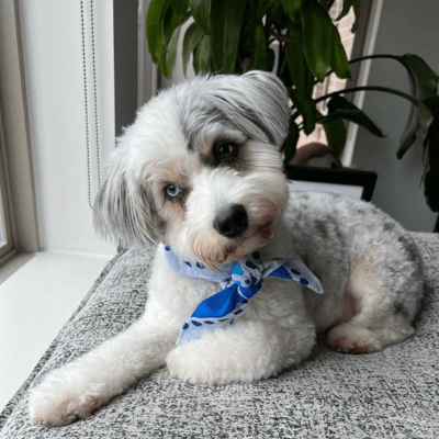 White Aussiedoodle