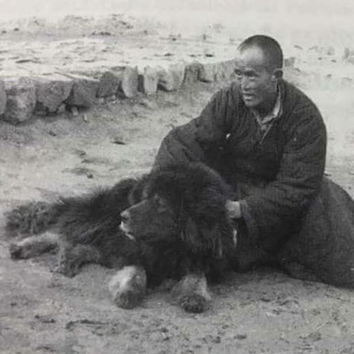 Tibetan Mastiff in 1800