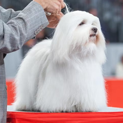 White Coton de Tulear