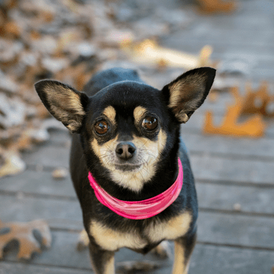 Black Chihuahua